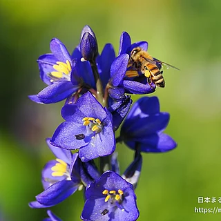 ミズアオイの写真