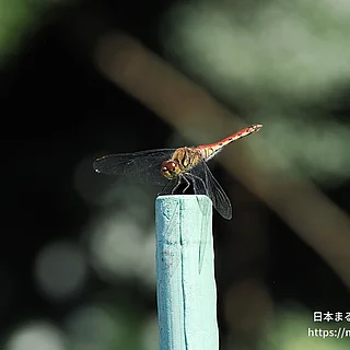 ナツアカネの写真