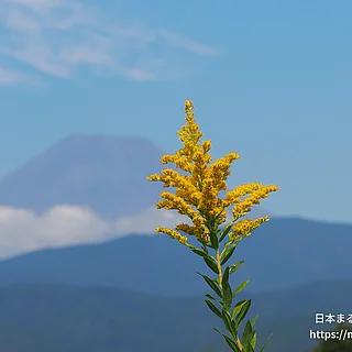 セイタカアワダチソウ（花）の写真