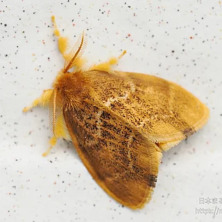 チャドクガ（成虫）の写真