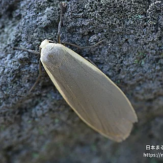 キシタホソバ（成虫）の写真