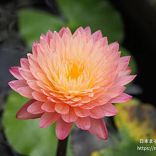 ハッサバディン（花）の写真
