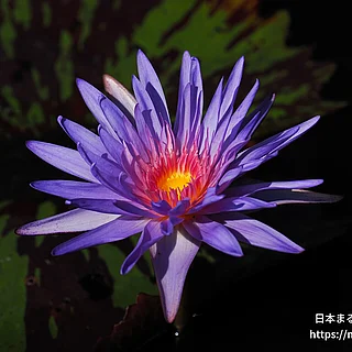 フォックスファイヤー（花）の写真