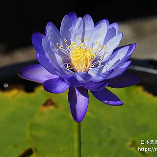 ブルーギガンティア（花）の写真