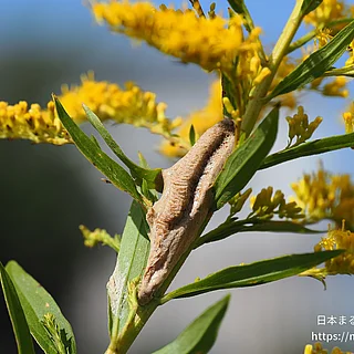 チョウセンカマキリ（卵）の写真