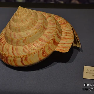 リュウグウオキナエビス（成体）の写真